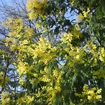 Bosc D'esquirol 4 Pers * Escorneboeuf