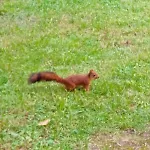 펜션 Bosc D'esquirol 4 Pers Escorneboeuf