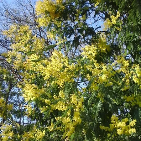 Bosc D'esquirol 4 Pers * Escorneboeuf