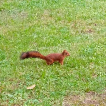 Dom wakacyjny Bosc D'esquirol 4 Pers Escorneboeuf