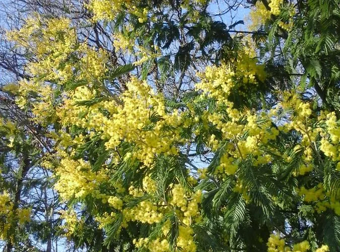 Bosc D'esquirol 4 Pers * Escorneboeuf