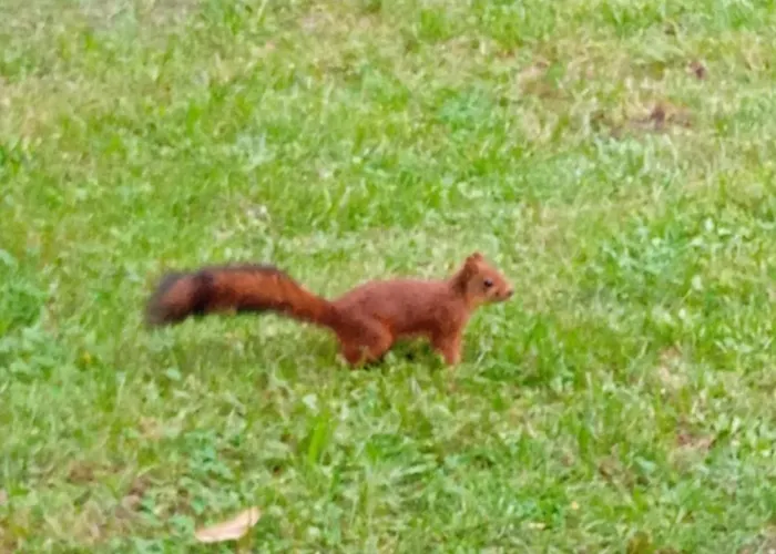 Σπίτι διακοπών Bosc D'esquirol 4 Pers Escorneboeuf